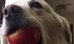 Guilty Golden Retriever gets totally caught in the act