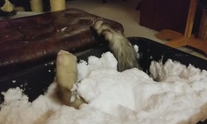Ferrets First Snow