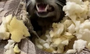 Mischievous Pet Raccoon Burrows inside Couch