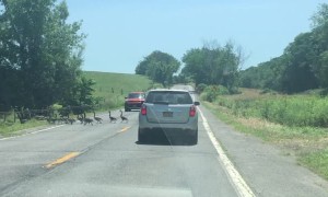 Large Gaggle of Geese Crosses Road