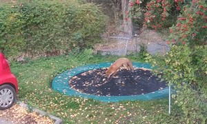 Fox Pounces on Trampoline