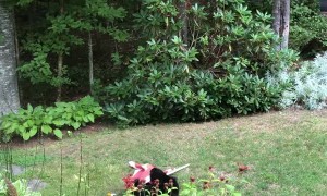 Bear Caught Having Fun with Flag