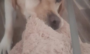 Sweet Dog Won't go on Walk without his Teddy
