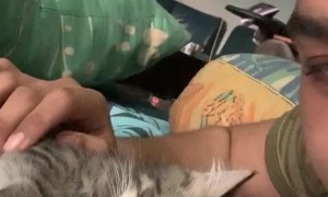 Adorable Kitten Begs for Kisses