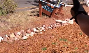 Stuck Bird Saved from Ski Chair