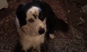 Guilty dog attempts to cover up evidence after tearing couch