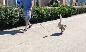 Taking a Goose for a Walk