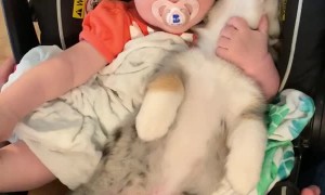 Baby and Puppy Become Good Friends