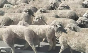 Sheep Herd Walks Along Highway