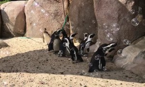 Penguins adorably attempt to chase down bubbles