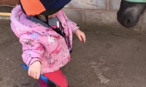 Two-Year-Old Cleans Shetland Pony's Hooves