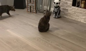 Kitties Spooked by Light-Up Skeleton Statue