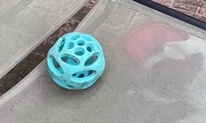 French Bulldog Barks at Ball underneath Lawn Chair