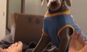 Dog Flabbergasted by Foot in the Face