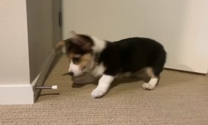 Corgi Disapproves of Doorstops