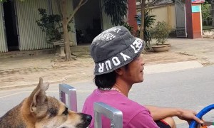 Doggo Pushes It's Person Down the Road
