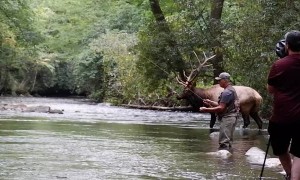 Beautiful Bull Elk by Fly Fisherman