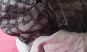 Cat Hides like a Burrito