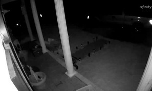 Bear Wanders through Front Yard in Search of Food