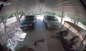 Eight-Legged Visitor Activates Front-Door Security Camera System