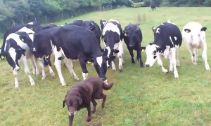 Curious cows adorably follow dog wherever he goes