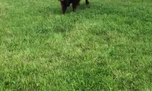Calf Plays with his Dog Friends