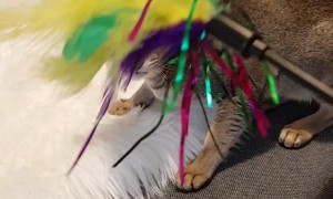 Kitty's Jaw Jitters in Excitement