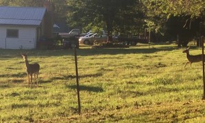 Deer Jumps into Fence