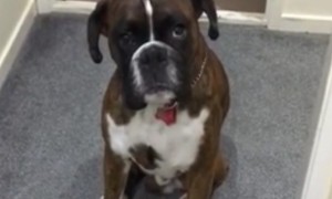Dog prefers to take a rain check on bath time