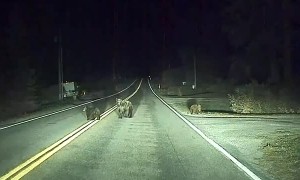 Self-Driving Car Saves Momma Bear and Cubs