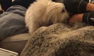 Small Doggo Paws for Attention from Owner