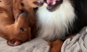 Cute Dachshund Demands Kisses