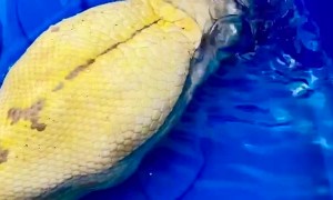 Snake Blows Bubbles