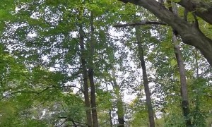 Pouncey Plays Outside