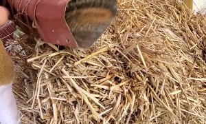 Chipmunk Rescued from Downspout Dilemma