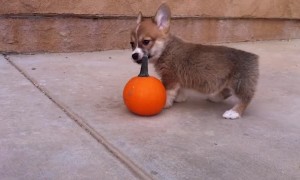 Tiny Corgi puppy goes up against equally tiny pumpkin