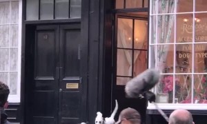 Dalmatian Movie Stars Spotted