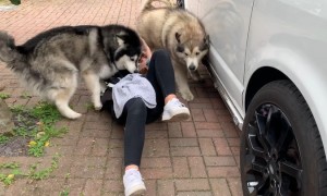 Malamutes excitedly swarm their favorite visitor