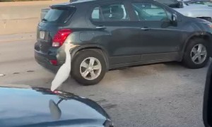 Heck of a Hood Ornament
