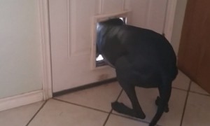 Great Dane immediately sneaks off after being confronted for mess