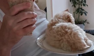 Excited Puppy Climbs on Plate