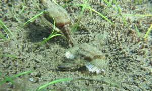 Two Pegasus Fish Scuttle near the Ocean Floor