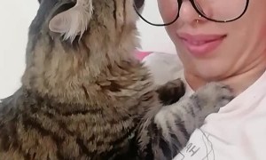Attention Seeking Kitty Chews Glasses