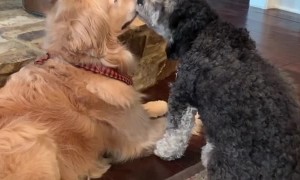 Patient dog puts up with overly attached dog