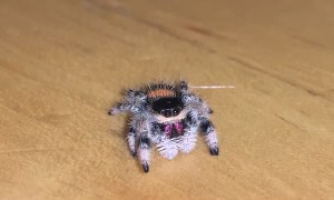 Friendly Soroa Jumping Spider Wanders across Wood