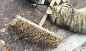 Cat and Bird Cuddle by a Broom