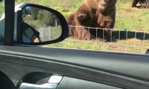 Bear Waves Back at Humans