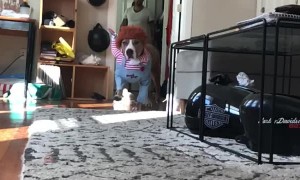 Doggo Loves to Dress Up
