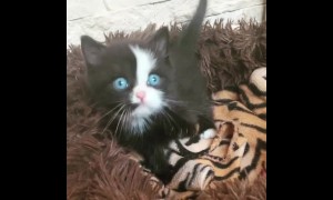 Super cute kitten has the brightest blue eyes