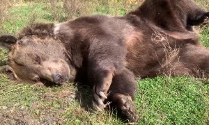 Leo Loves His Lazy Days